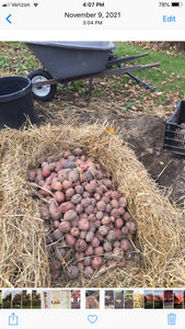 Potatoes, ready to be stored in a clamp