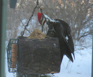 pileated woodpecker on log feeder from Schoolhouse Woodcrafts