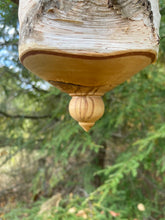 Usable White Birch and Walnut Birdhouse