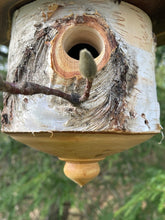 White Birch and Black Walnut Usable Birdhouse