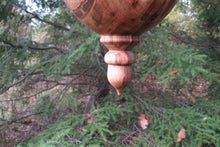 Outdoor Birdhouse, Black Walnut and Ambrosia Maple Acorn Shaped Birdhouse