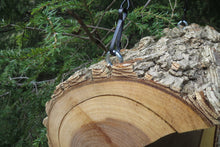 Bird Feeder, Elm Log Hanging Bird Feeder, Medium Small