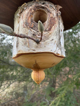 White Birch and Black Walnut Usable  Extra-Large Birdhouse