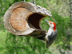hanging bird feeder, red bellied woodpecker on log feeder