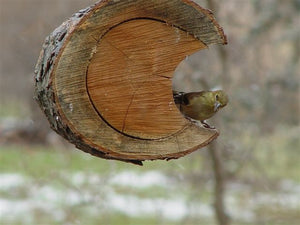 bird in log bird feeder